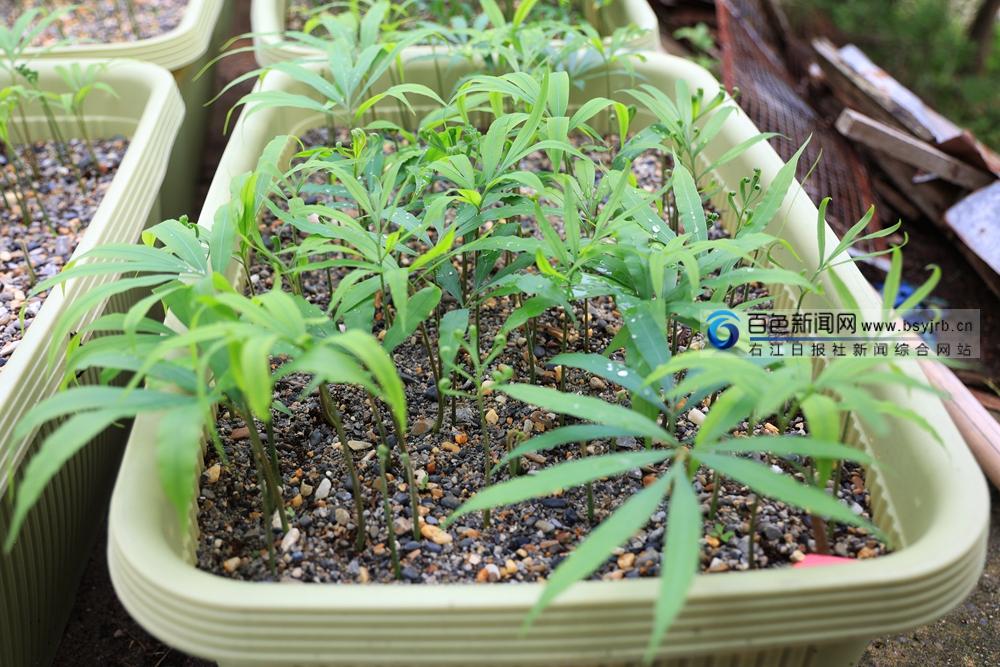 2、人工培養的德保蘇鐵幼苗。陸軍安 攝.jpg